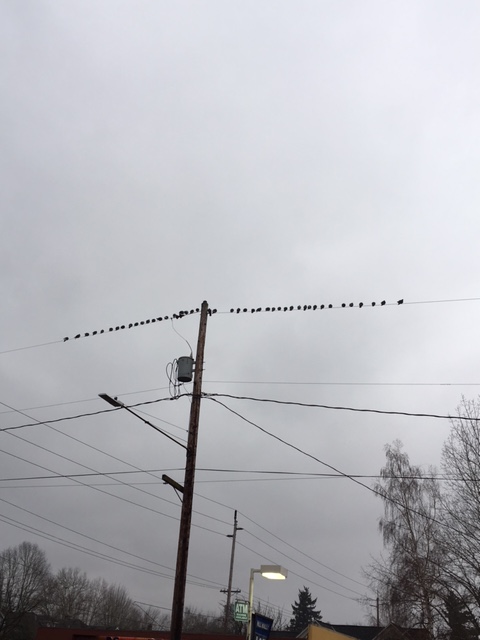 birds on wire .jpg
